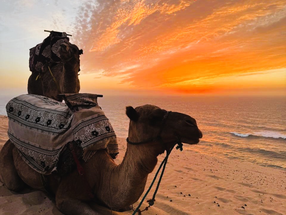 whatsapp image 2025 09 29 at 17.51.03 badfc1a4